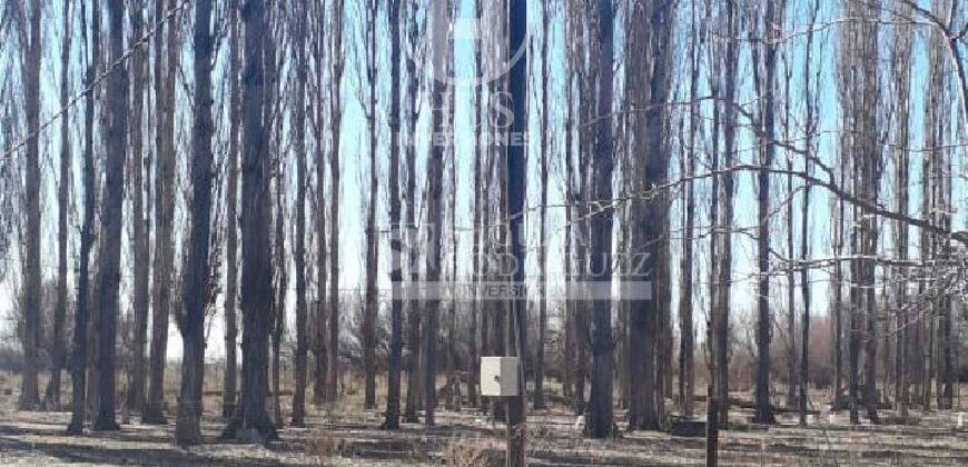Chacra de 45 hectáreas en 25 de Mayo, La Pampa.
