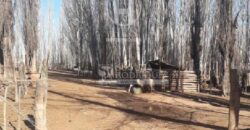 Chacra de 45 hectáreas en 25 de Mayo, La Pampa.