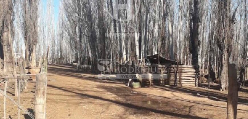 Chacra de 45 hectáreas en 25 de Mayo, La Pampa.