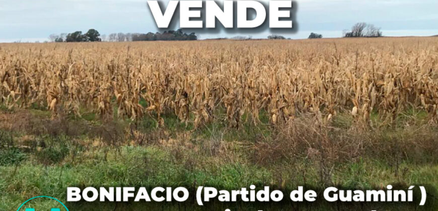 BONIFACIO  (Partido de Guaminí) – 400 hectáreas agrícolas-ganaderas.