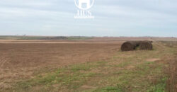 WINIFREDA – 96 Has Agrícolas – Ganaderas