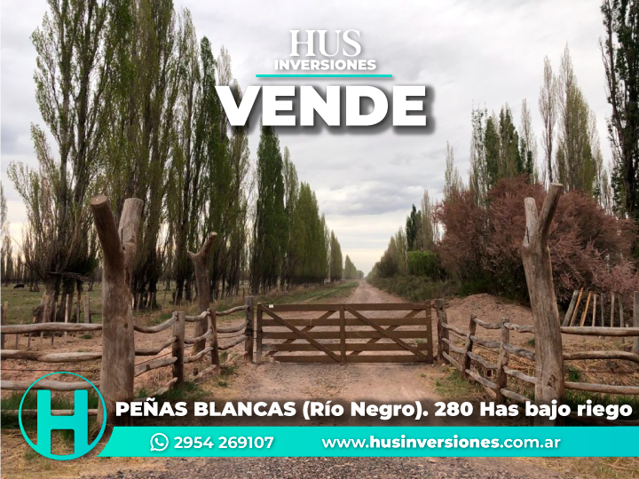 PEÑAS BLANCAS (Río Negro). 280 hectáreas bajo riego